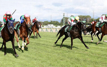 niigatakeiba-新潟競馬