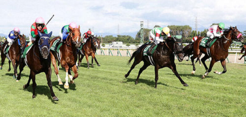 niigatakeiba-新潟競馬