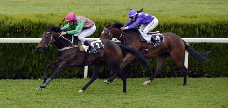 horse-racing-1577292_1280