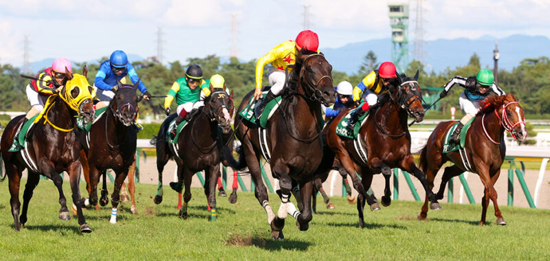 新潟記念-niigatakinen