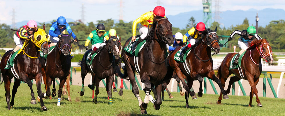 新潟記念-niigatakinen