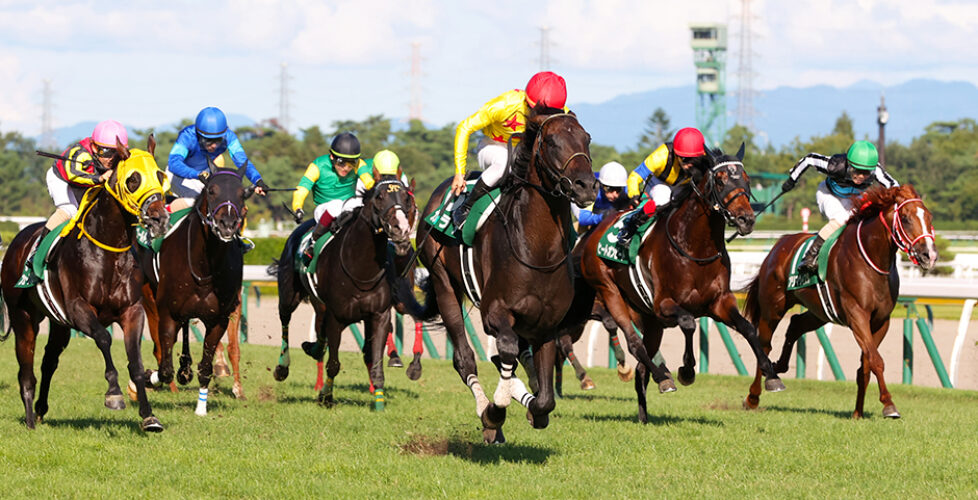 新潟記念-niigatakinen