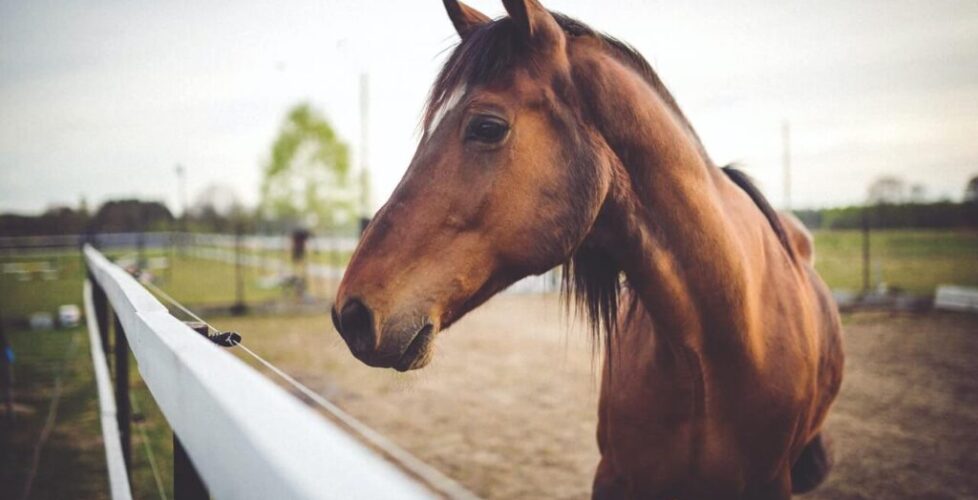 pexels-kaboompics-com-6468