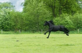 pexels-mali-maeder-101667