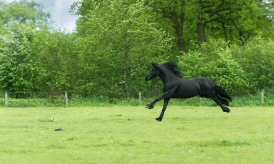 pexels-mali-maeder-101667