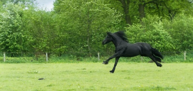 pexels-mali-maeder-101667