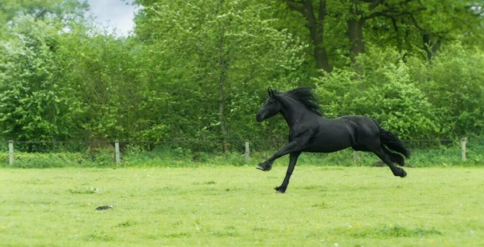 pexels-mali-maeder-101667